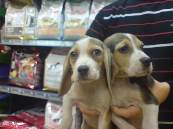 CACHORROS DE BEAGLE, CALIDAD EXCELENTE 450 EUROS