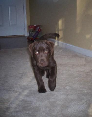 cachorros labrador para casas buenas