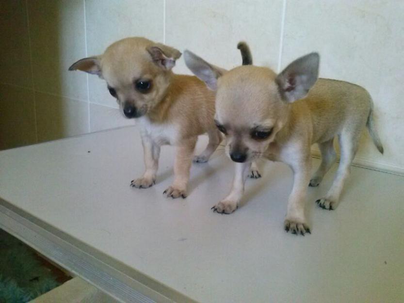 chihuahuas