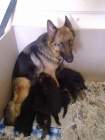 Pastores Alemanes cachorros,pedigree,240eur.telf 652325877 - mejor precio | unprecio.es