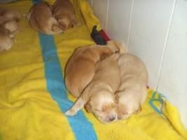 vendo cachorro de golden retriever americano de 2 semanas