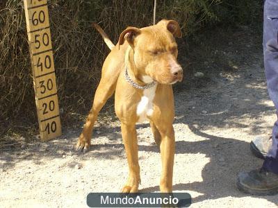 PRECIOSO PITBULL EN ADOPCIÓN