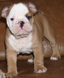 Bulldog Ingles, cachorros en venta economicos