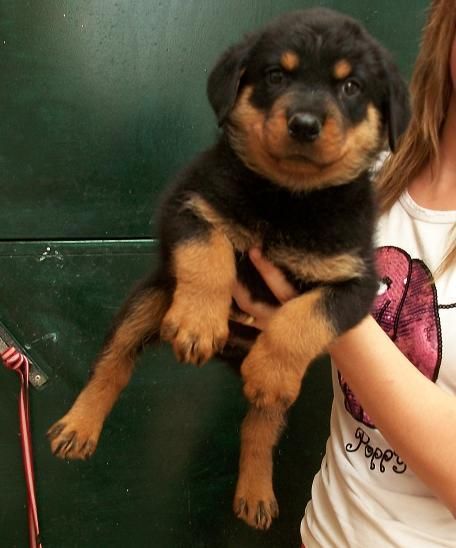 cachorritos de rottweiler