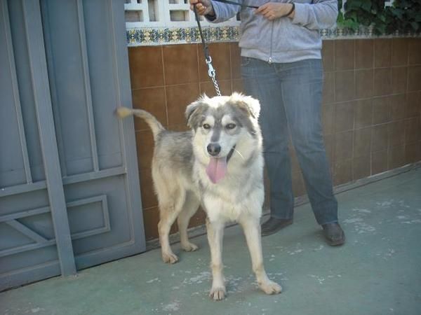 Grisa, husky en adopcion