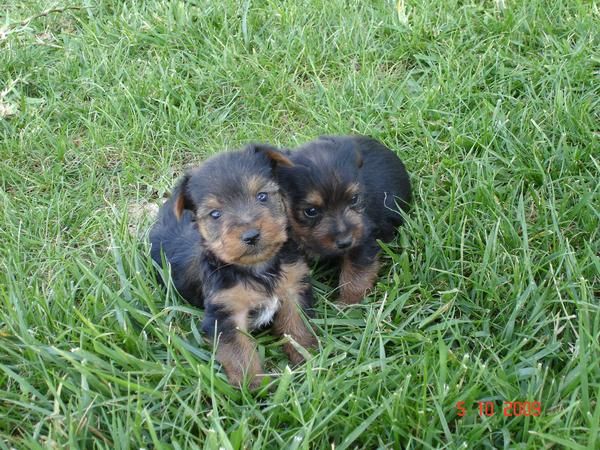 Se vende camada de Yorkshire