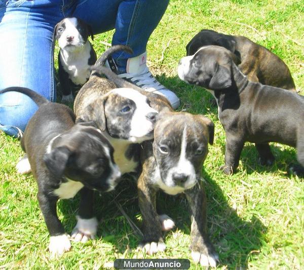 SE VENDEN CACHORROS DE PITBULLS