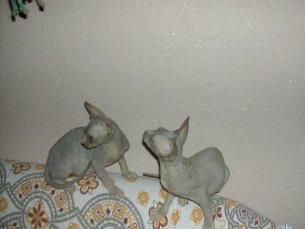 sphynx kittens