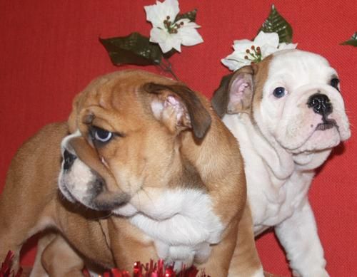 Tu Bulldog ingles, un gran regalo para papa Noel