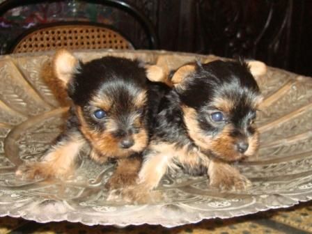 Yorkshire Terrier.Pedigrée