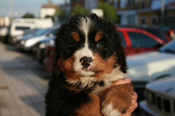 BOYEROS DE BERNA, CACHORROS CON MUCHA SUSTANCIA Y ESTRUCTURA