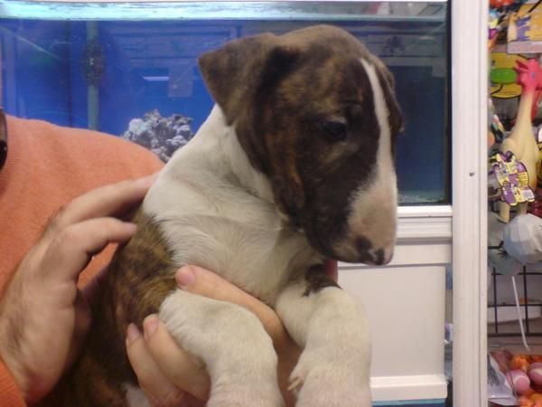 Bull Terrier, perros, cachorros, criadero, venta.     Bull Terrier cachorros perros excepcionales, camada con diferente