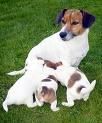 Cachorra Jack Russell