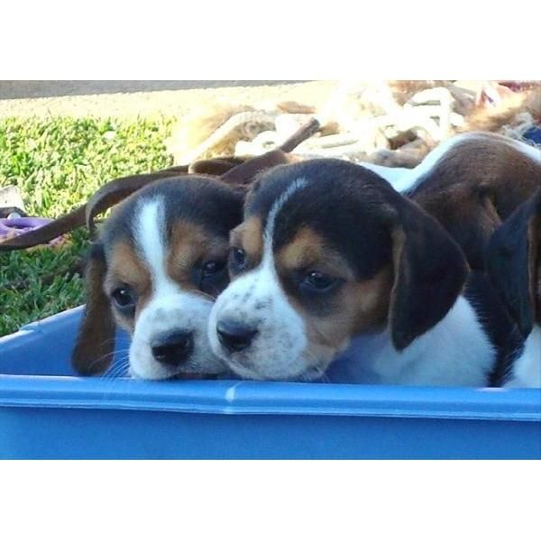 Cachorretes de Beagle de DOS MESES - 450  - CON PEDIGRI