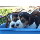 Cachorretes de Beagle de DOS MESES - 450 - CON PEDIGRI - mejor precio | unprecio.es