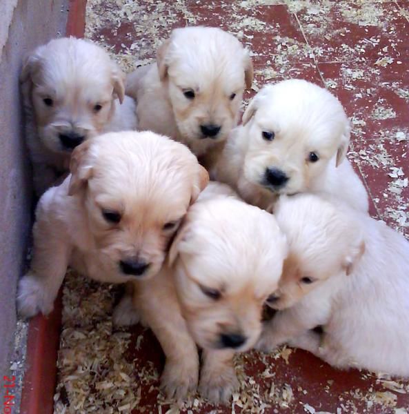 Cachorritos Golden Retriver