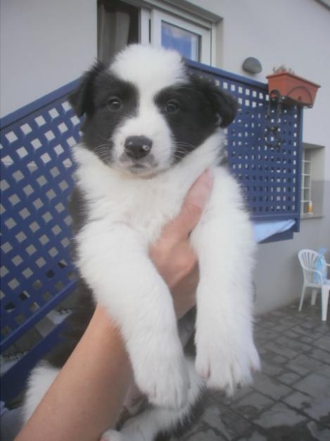 Cachorro de Border Collie