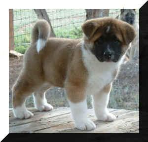 cachorros akita estándar