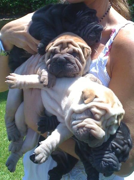 Camada Shar Pei