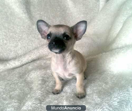 Chihuahuas minis para navidad por 650€