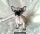 Chihuahuas minis para navidad por 650€ - mejor precio | unprecio.es