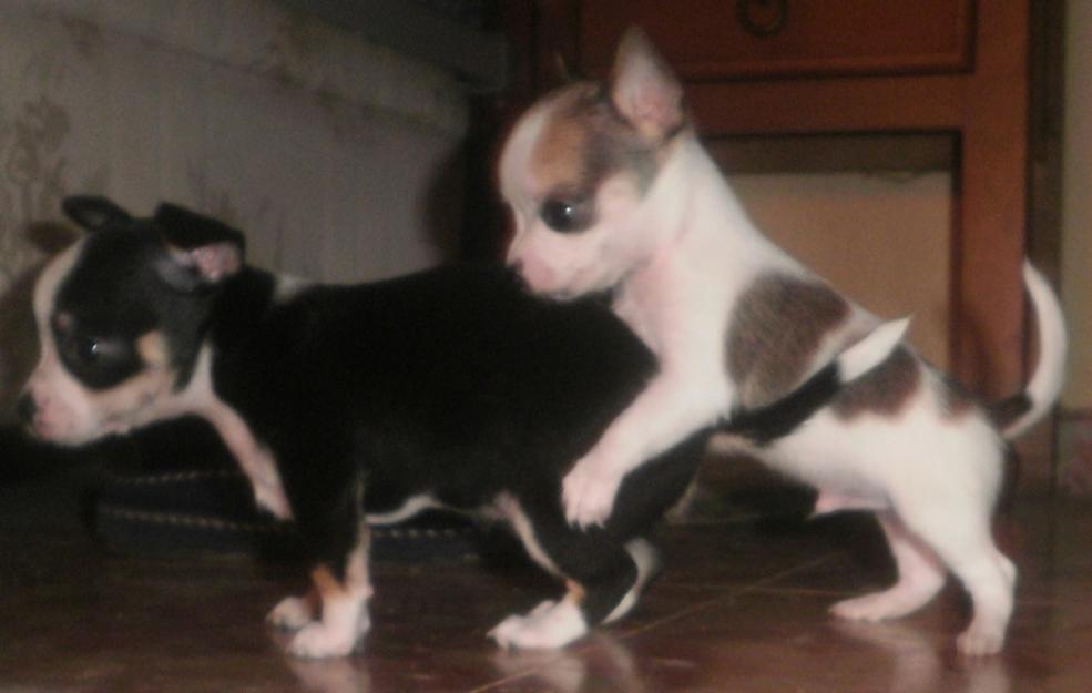 chihuahuas tois