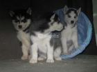 Husky preciosos negros y blancos ojos azules - mejor precio | unprecio.es