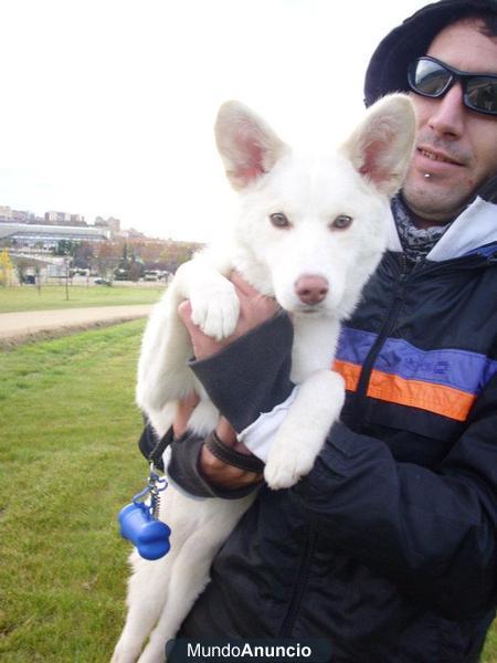 Preciosa cachorra blanca