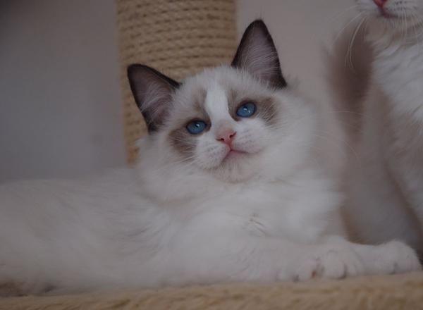 PRECIOSOS GATITOS RAGDOLL DISPONIBLES