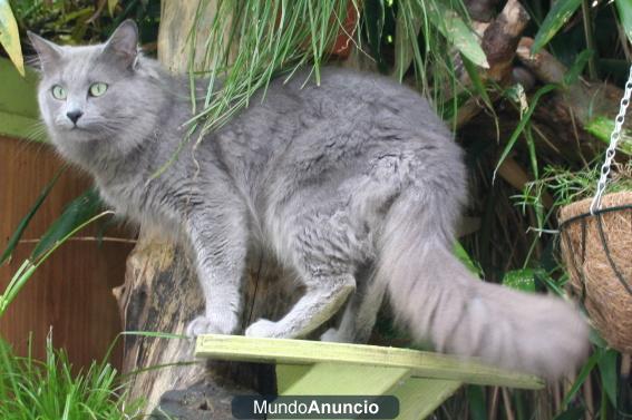 regalo gatitos nebelung economicos 686 17 43 41