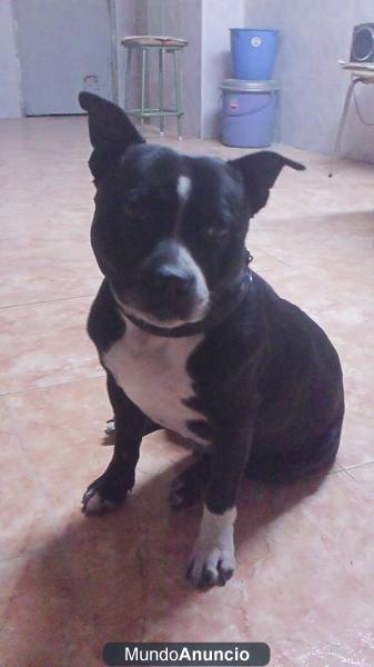 Se ofrece macho Staffordshire Bull Terrier , con magnifico pedigree para monta de calidad.