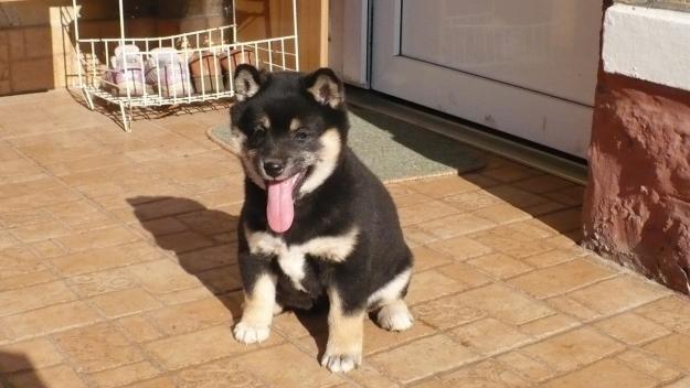 Shiba inu Preciosos Cachorros de calidad disponibles para entregar