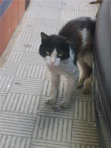 urge la adopcion de gato cariñoso