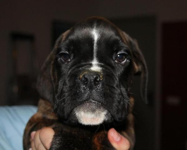 boxer hijos del Campeón Mirco de Rincomar