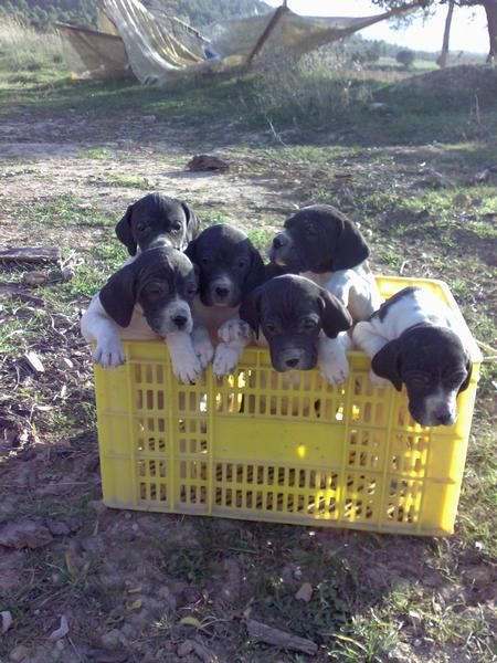 cachorros pointer