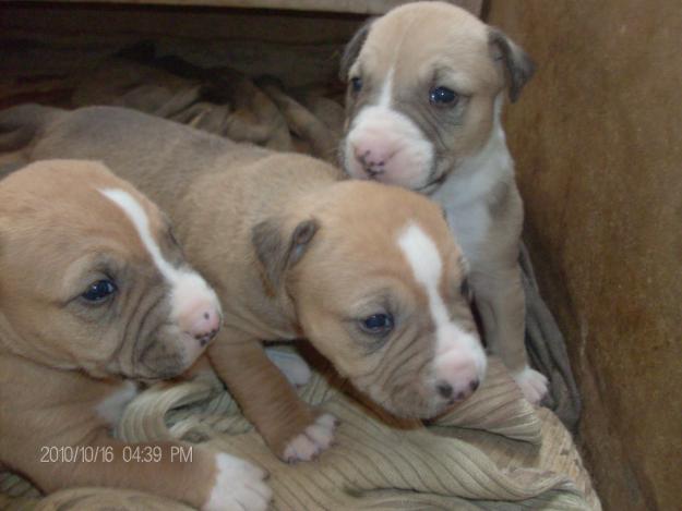 Camada de BullTerrier