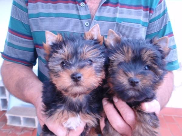 CAMADA YORKSHIRE TERRIER MINIS 380E TRANSPORTES INCLUIDOS