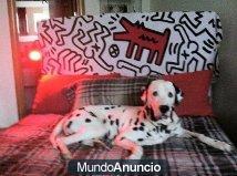 doy en adopcion dalmata macho 3 años¡¡¡¡ hermoso