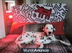 doy en adopcion dalmata macho 3 años¡¡¡¡ hermoso - mejor precio | unprecio.es