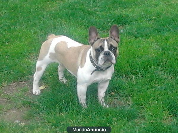 Hola busco novia para mi bulldog frances