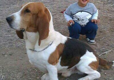 Ofrezo Basset Hound. Educado y adorable