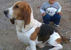 Ofrezo Basset Hound. Educado y adorable - mejor precio | unprecio.es