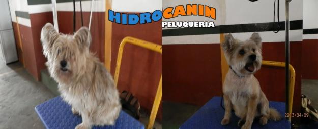 peluquero canino a domicilio o recogida desde 15€