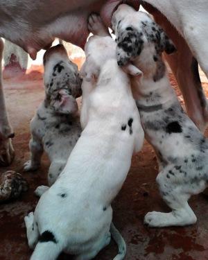 Preciosos Cachorros Gran Danes