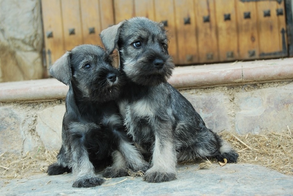 Preciosos Schnauzer Miniatura inscritos en LOE