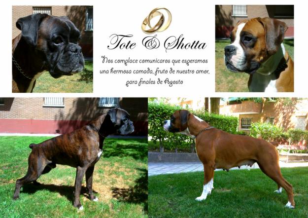 PROXIMA CAMADA 19 AGOSTO 2010  BOXER EXCELENTE PEDIGREE -- (ARILLAS Y TAJO)