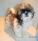 SHIH TZU 350 c/u - mejor precio | unprecio.es