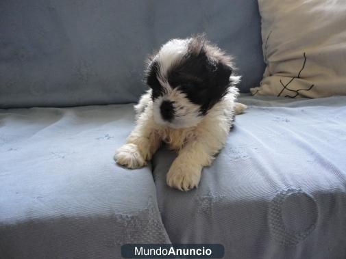 Ultimo y baratísimo cachorro shih tzu