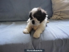 Ultimo y baratísimo cachorro shih tzu - mejor precio | unprecio.es