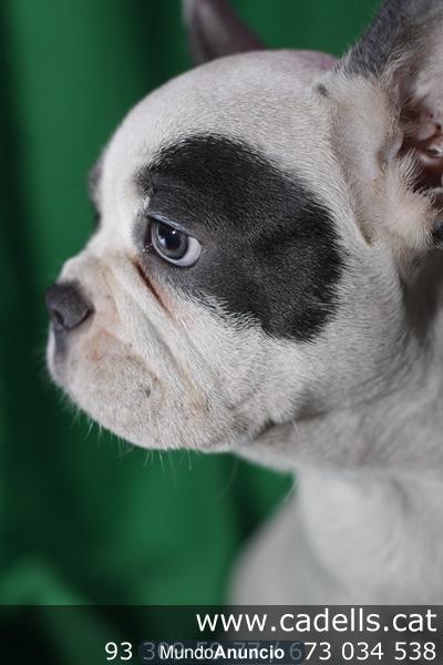 Bulldog Francés en Cadells, tienda mascotas Barcelona